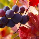 Best wines for autumn