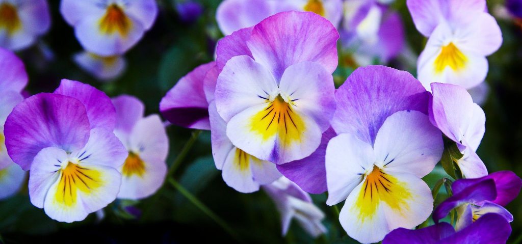 Pansy cookies