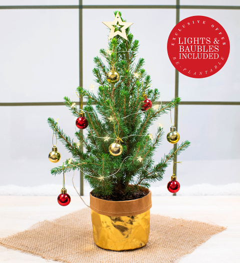 Send Christmas tree gifts